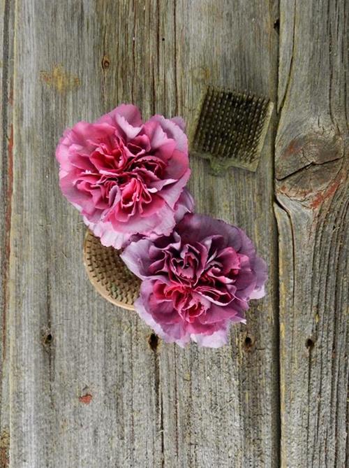 Hypnosis  Bi-Color Purple/Pink Carnations